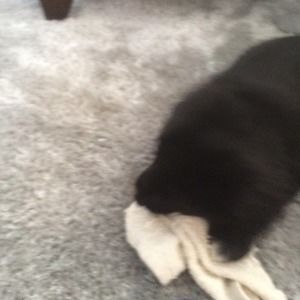 Meet your Posher, Bella